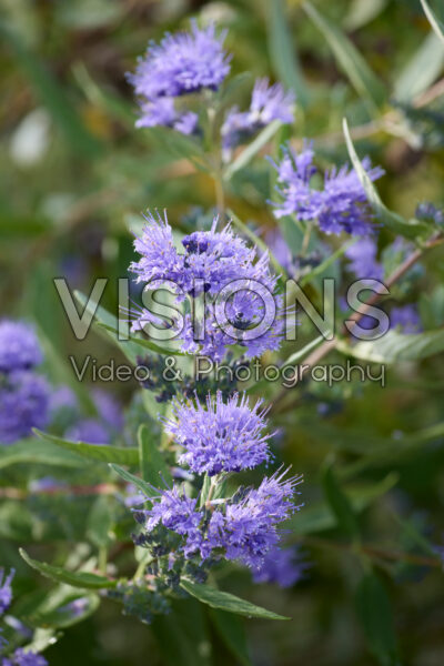 Caryopteris x clandonensis Heavenly Blue Caryopteris x clandonensis Heavenly Blue