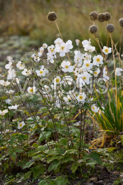 Anemone hupehensis Anemone hupehensis