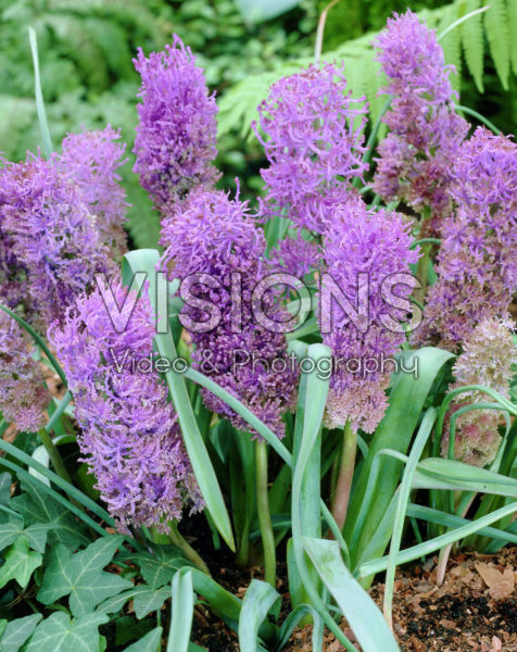 Muscari comosum Plumosum