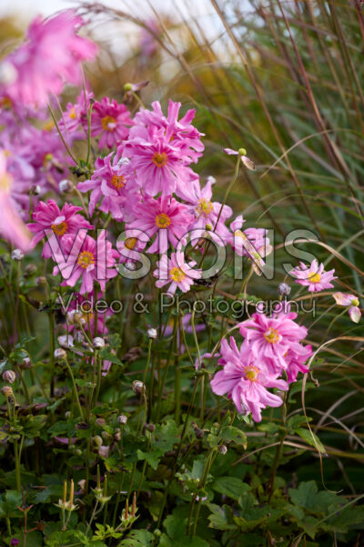 Anemone x hybrida Anemone x hybrida