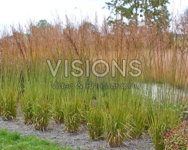 Molinia arundinacea Dark Beauty