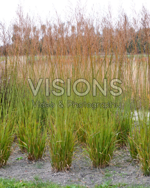 Molinia arundinacea Dark Beauty Molinia arundinacea Dark Beauty