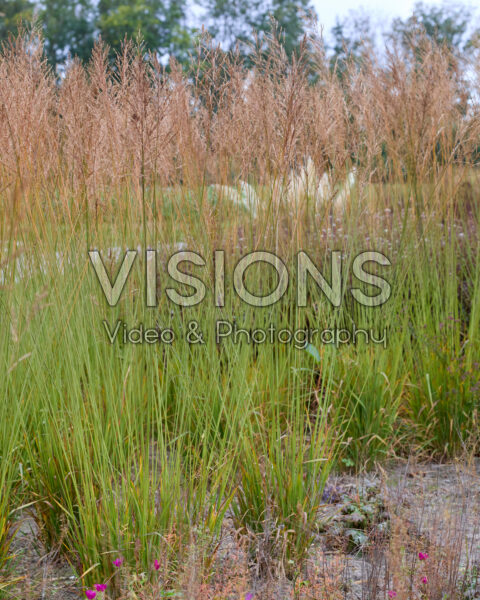 Molinia arundinacea Dark Beauty