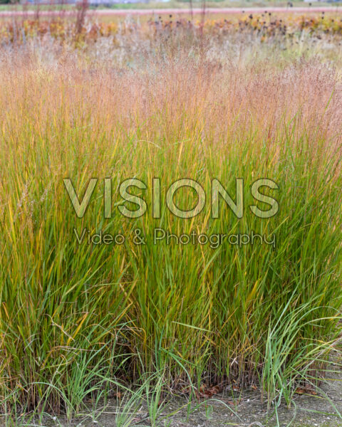 Panicum Purple Tears