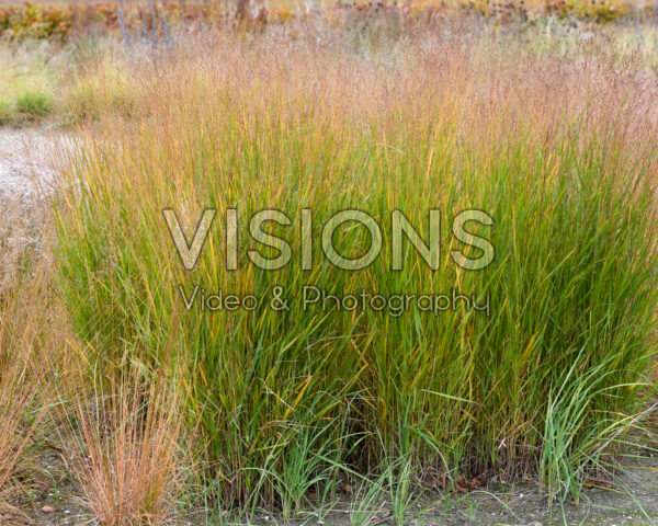 Panicum Paarse Tranen