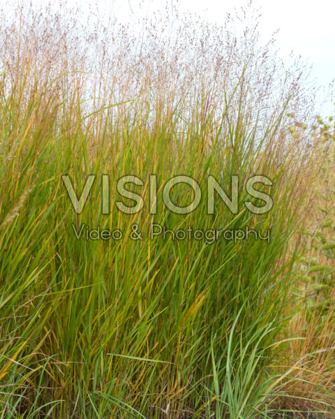 Panicum virgatum Purple Tears