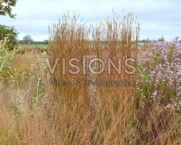 Andropogon gerardii Andropogon gerardii