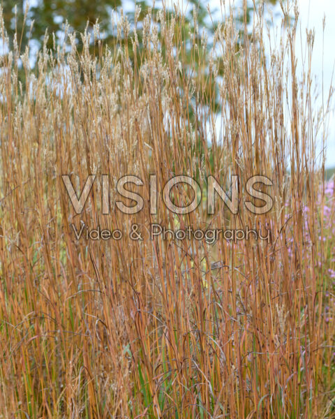 Andropogon gerardii