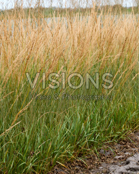 Molinia caerulea Amber Glow Molinia caerulea Amber Glow