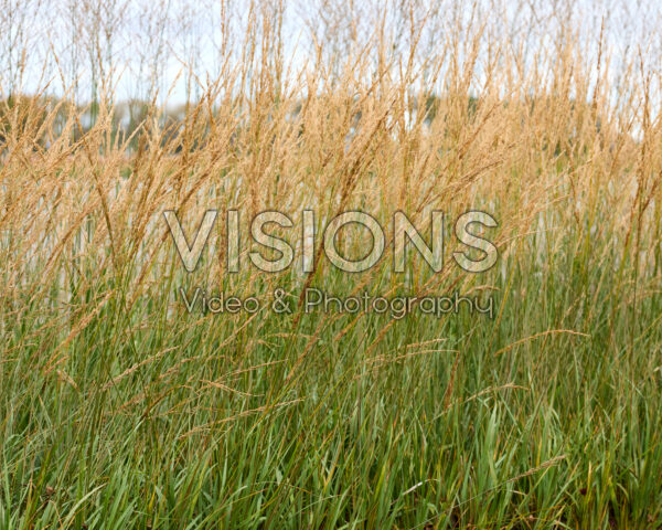 Molinia caerulea Amber Glow Molinia caerulea Amber Glow