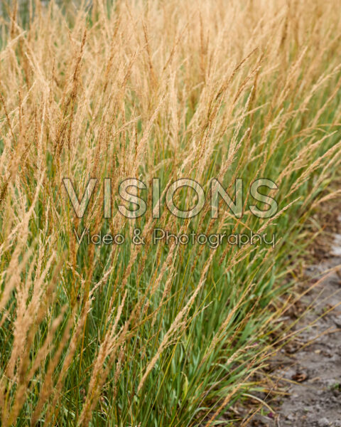 Molinia caerulea Amber Glow Molinia caerulea Amber Glow