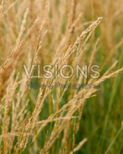 Molinia caerulea Amber Glow