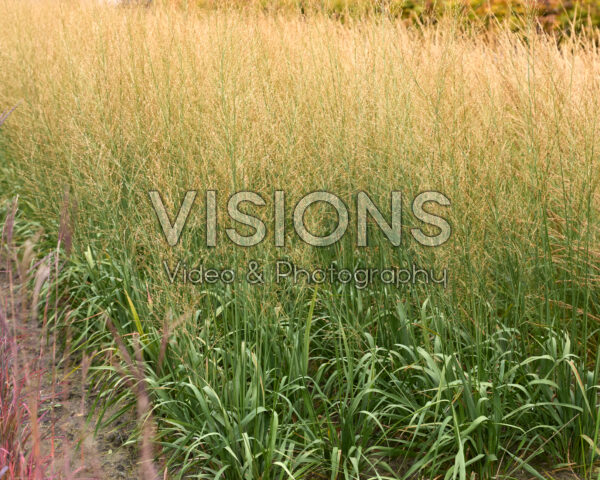 Molinia arundinacea Crystal Veil Molinia arundinacea Crystal Veil