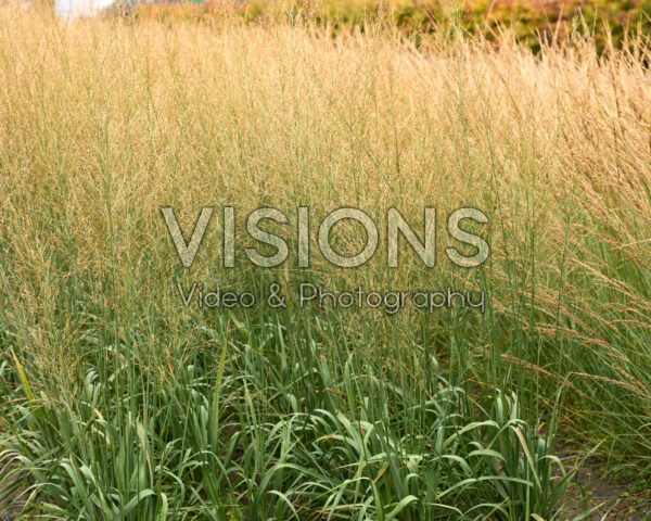 Molinia arundinacea Crystal Veil Molinia arundinacea Crystal Veil