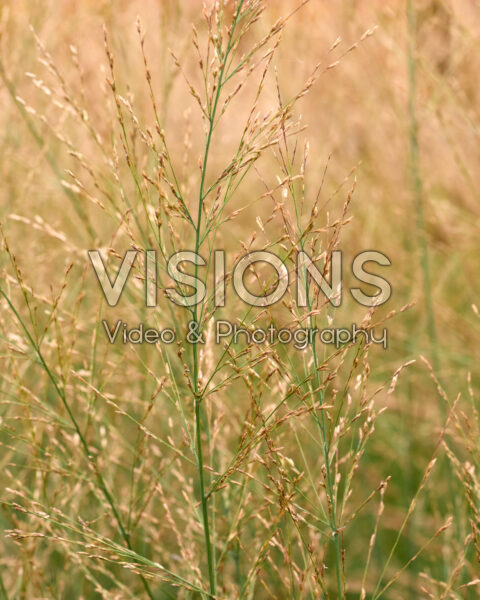 Molinia arundinacea Crystal Veil Molinia arundinacea Crystal Veil