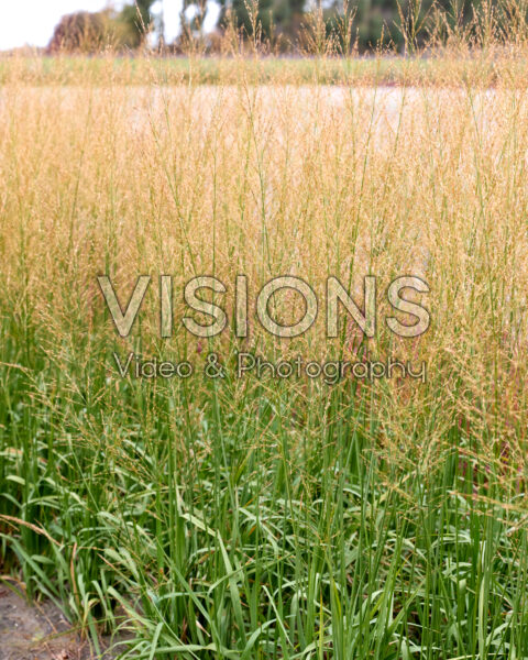 Molinia arundinacea Crystal Veil Molinia arundinacea Crystal Veil