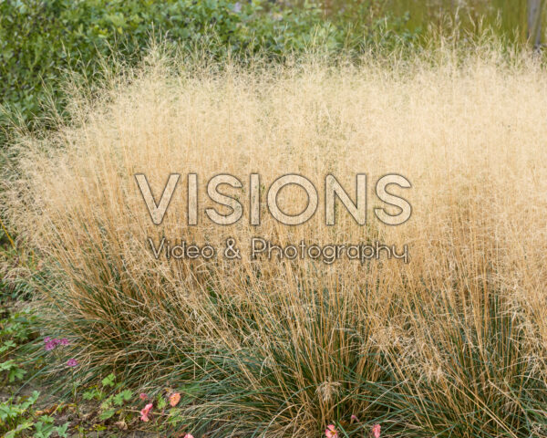 Deschampsia cespitosa Goldtau