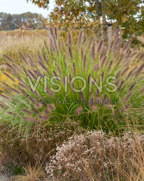 Pennisetum alopecuroides Pennisetum alopecuroides