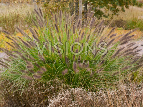 Pennisetum alopecuroides