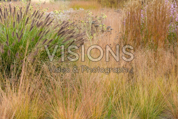 Ornamental grasses Ornamental grasses