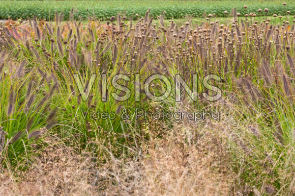 Autumn garden Autumn garden
