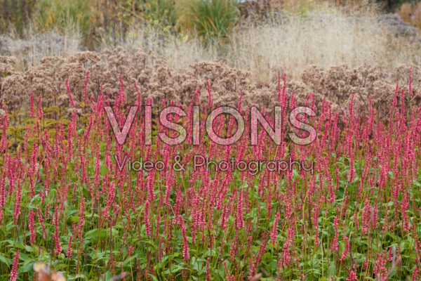 Persicaria amplexicaulis
