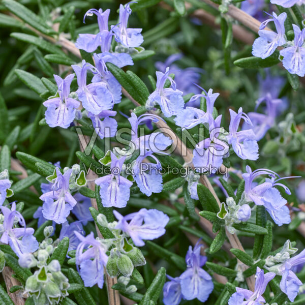 Rosmarinus officinalis Blue Cascade Rosmarinus officinalis Blue Cascade