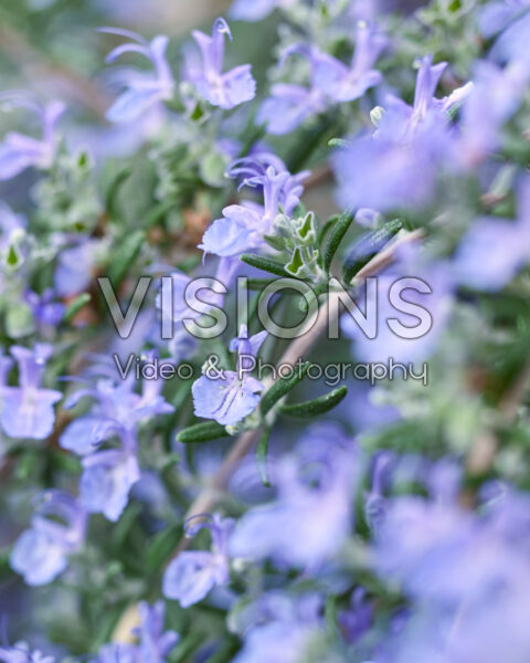 Rosmarinus officinalis Blue Cascade