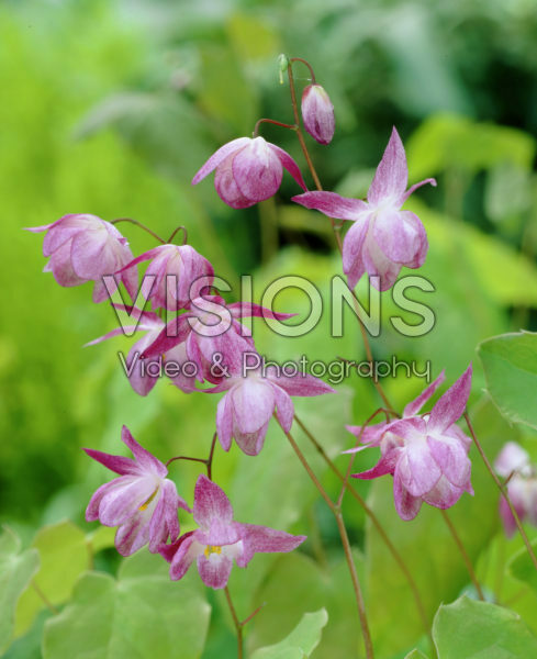 Epimedium youngianum Merlin Epimedium youngianum Merlin