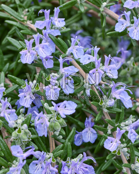 Rosmarinus officinalis Blue Cascade Rosmarinus officinalis Blue Cascade