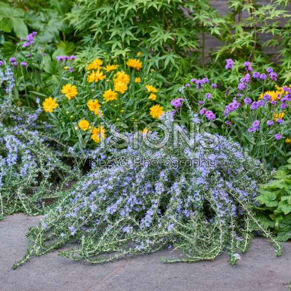 Rosmarinus officinalis Blue Cascade