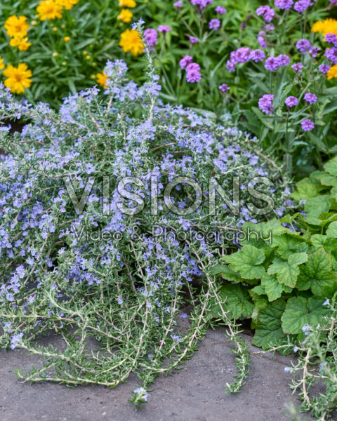 Rosmarinus officinalis Blue Cascade Rosmarinus officinalis Blue Cascade