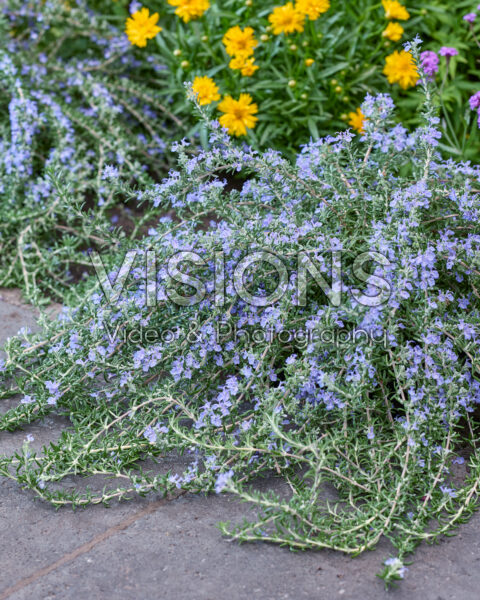 Rosmarinus officinalis Blue Cascade