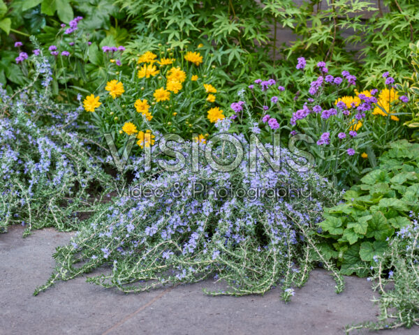 Rosmarinus officinalis Blue Cascade Rosmarinus officinalis Blue Cascade