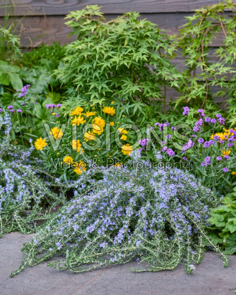 Rosmarinus officinalis Blue Cascade Rosmarinus officinalis Blue Cascade