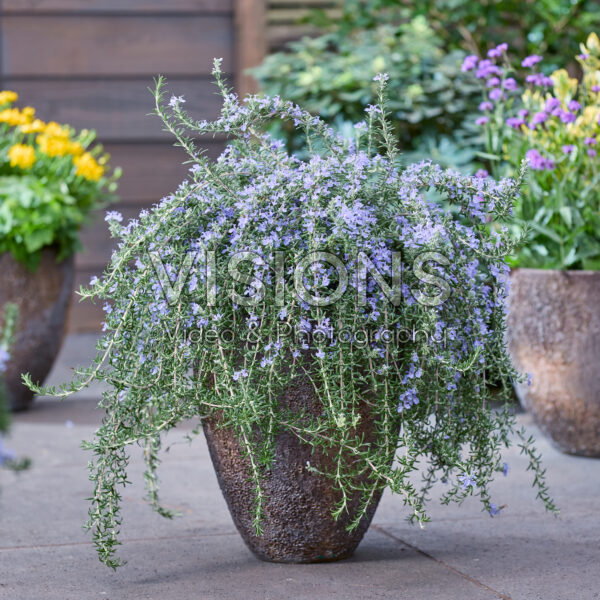 Rosmarinus officinalis Blue Cascade