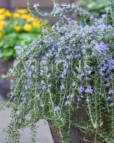 Rosmarinus officinalis Blue Cascade Rosmarinus officinalis Blue Cascade