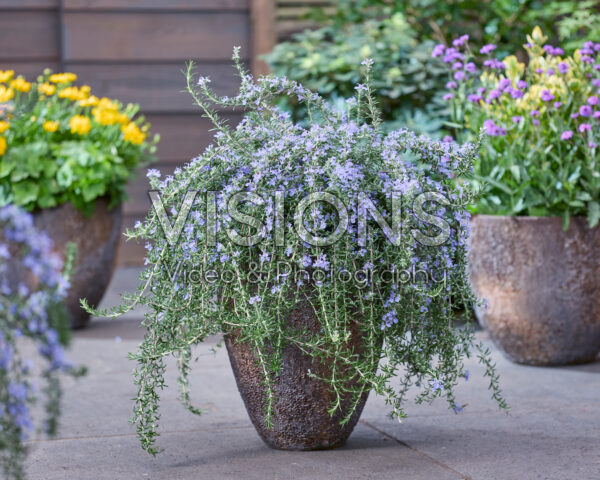 Rosmarinus officinalis Blue Cascade