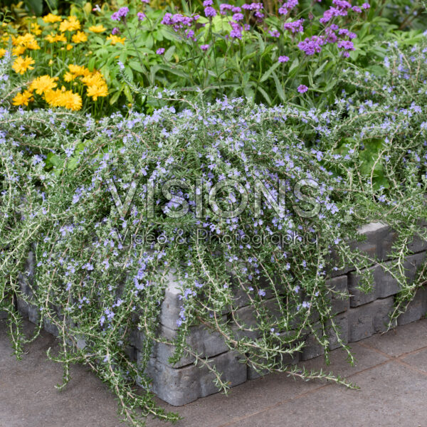 Rosmarinus officinalis Blue Cascade