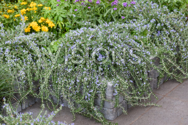 Rosmarinus officinalis Blue Cascade