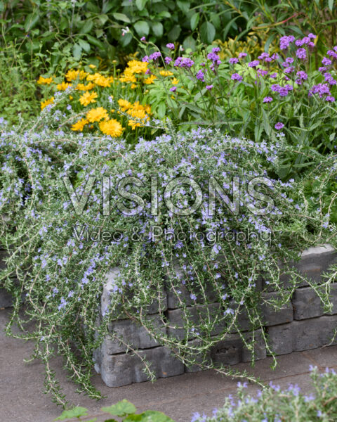 Rosmarinus officinalis Blue Cascade Rosmarinus officinalis Blue Cascade