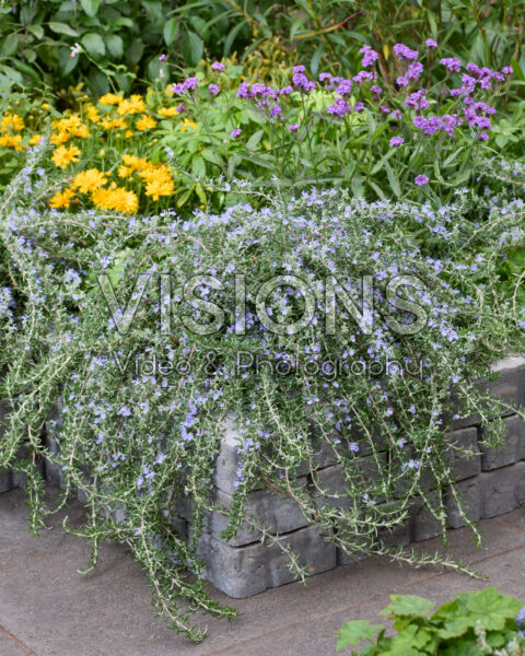 Rosmarinus officinalis Blue Cascade
