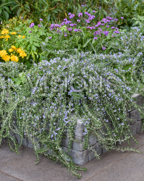 Rosmarinus officinalis Blue Cascade Rosmarinus officinalis Blue Cascade