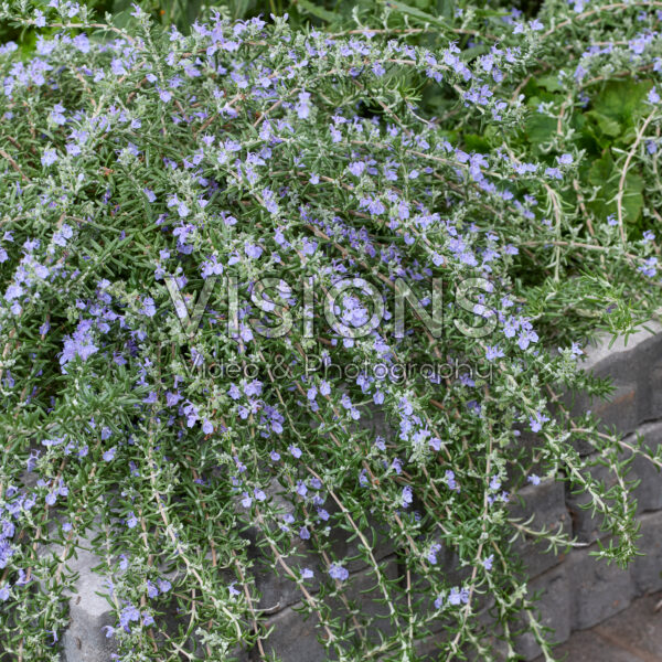 Rosmarinus officinalis Blue Cascade Rosmarinus officinalis Blue Cascade