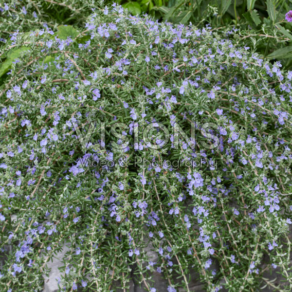 Rosmarinus officinalis Blue Cascade