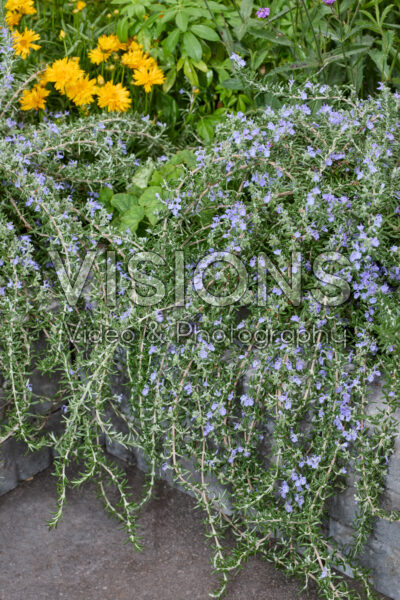 Rosmarinus officinalis Blue Cascade Rosmarinus officinalis Blue Cascade