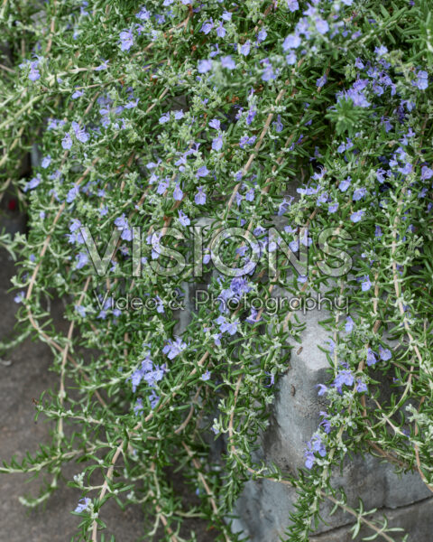 Rosmarinus officinalis Blue Cascade Rosmarinus officinalis Blue Cascade