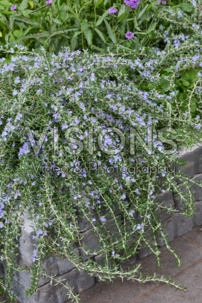 Rosmarinus officinalis Blue Cascade
