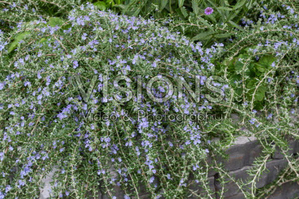 Rosmarinus officinalis Blue Cascade Rosmarinus officinalis Blue Cascade