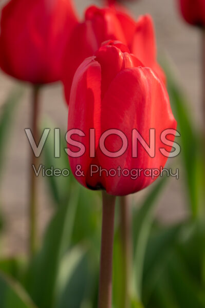 Tulipa Red Impression Tulipa Red Impression
